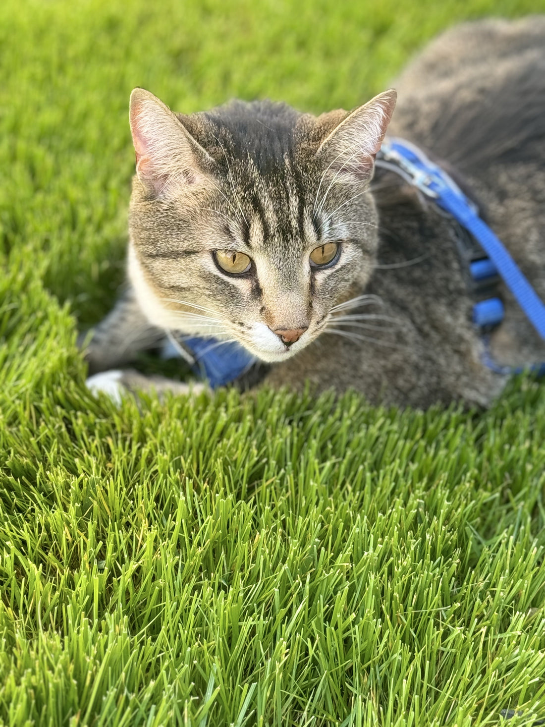 From Street Cat to Leash Walker: Why Indoor Life is the Way to Go