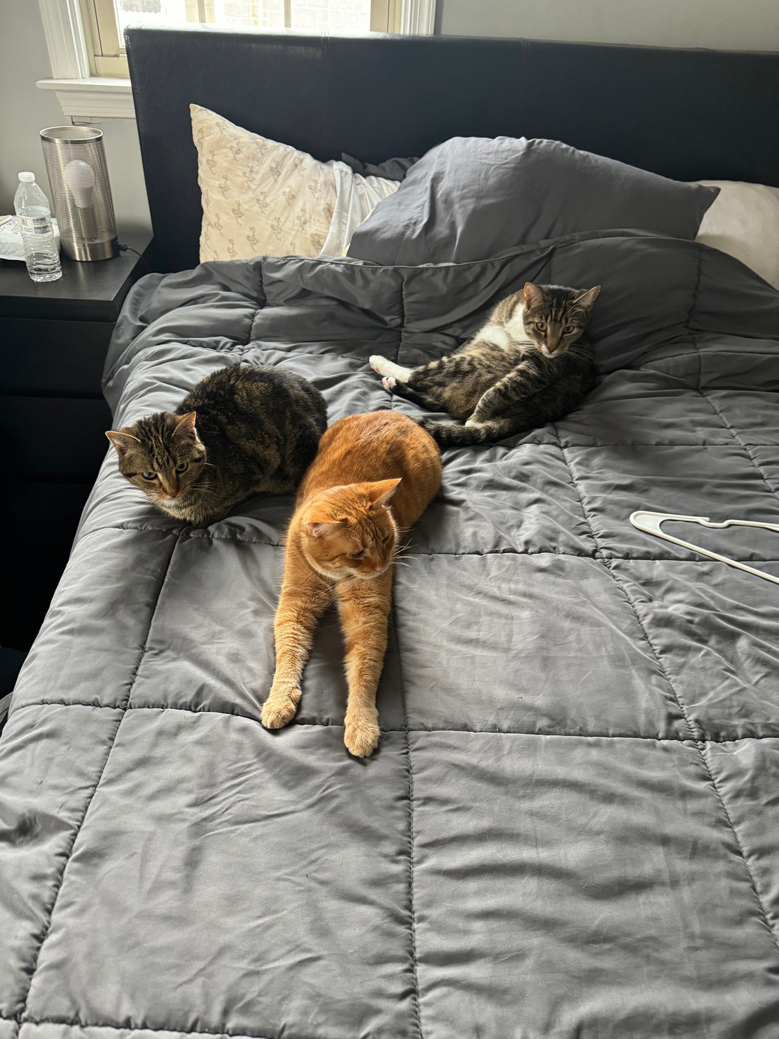 Two Hearts, One Home: Why Leo and Xena Had to Stay Together