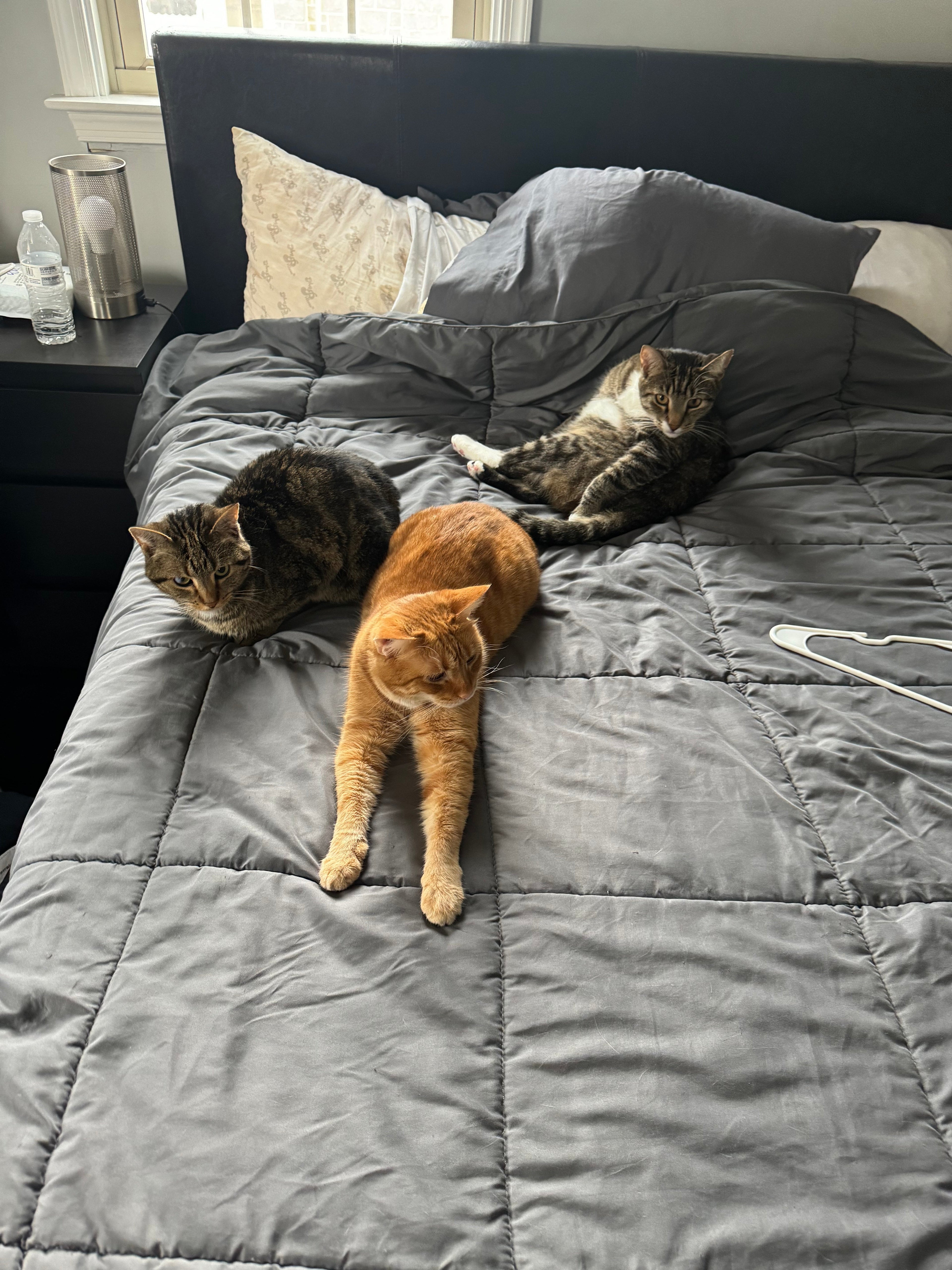 Two Hearts, One Home: Why Leo and Xena Had to Stay Together