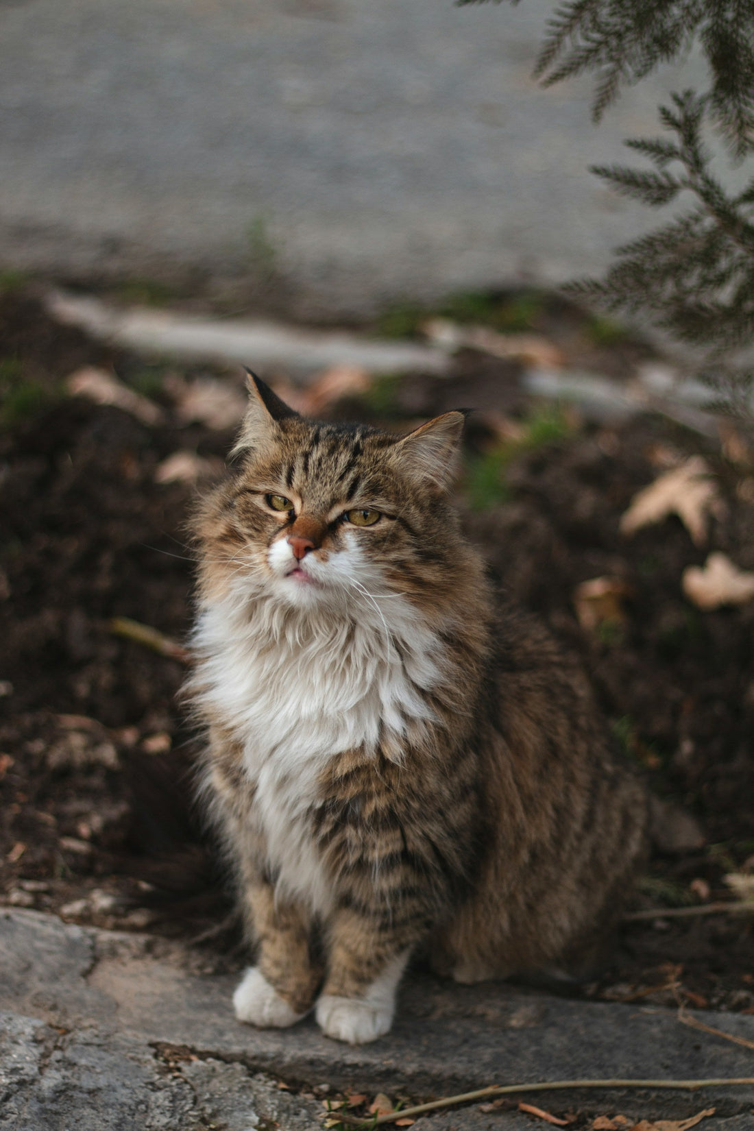 TNR 101: Everything You Need to Know