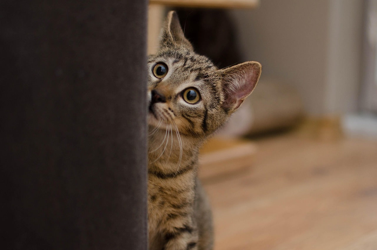 How to Socialize a Shy or Semi-Feral Cat