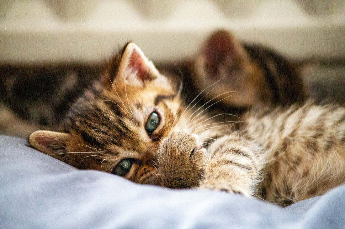 Home Hacks For Living With Multiple Cats