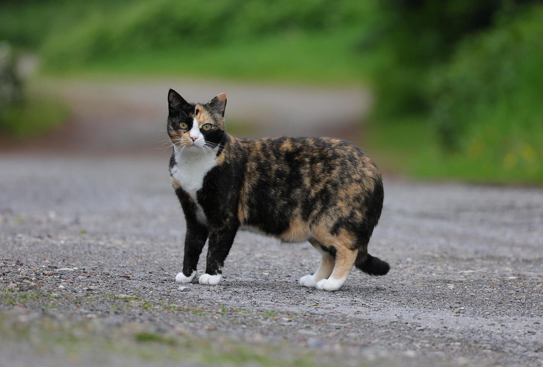 How to Support Community Cats