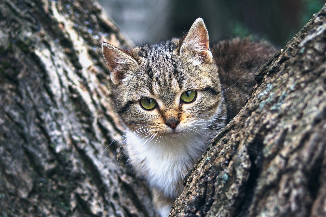 When Your Heart Has Four Legs and Is Missing: A Guide to Finding Lost Cats