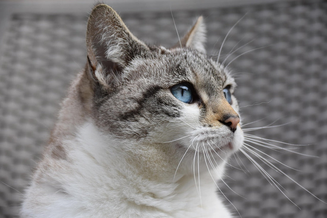 The Cat Breed Guide: Colors, Coats, and Personalities