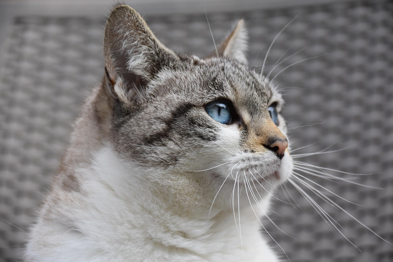 The Cat Breed Guide: Colors, Coats, and Personalities