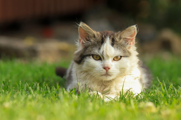 What You Need to Know About Foster Failing