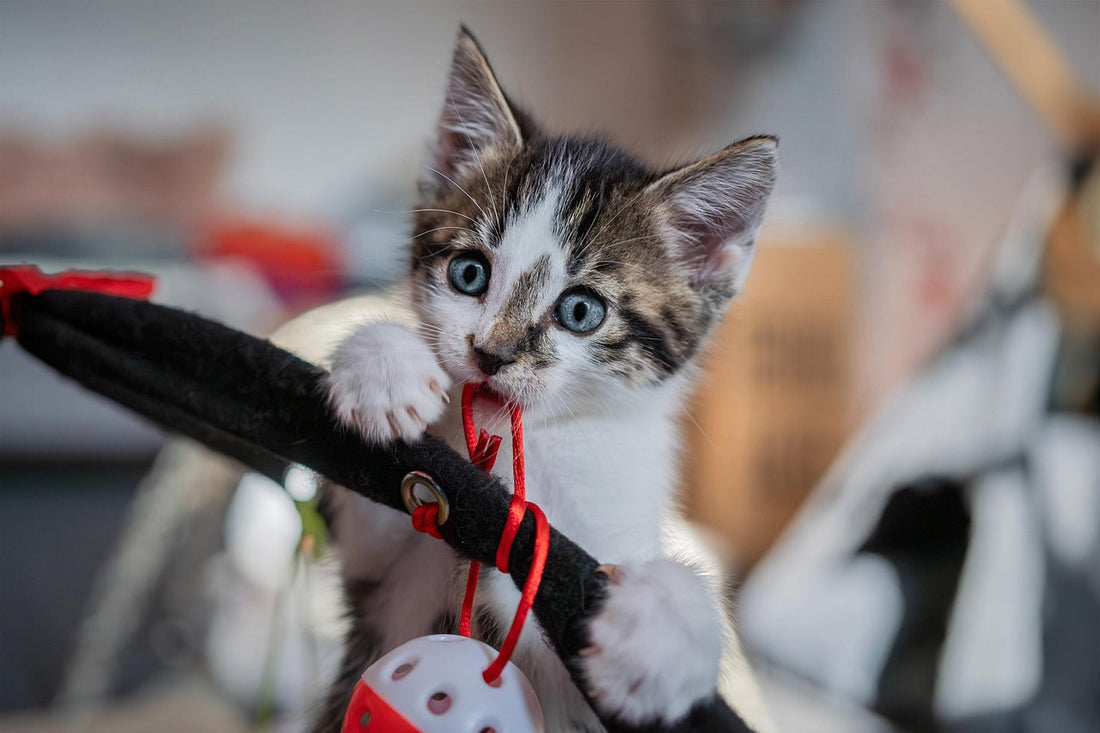 Best Enrichment Toys for Indoor Cats