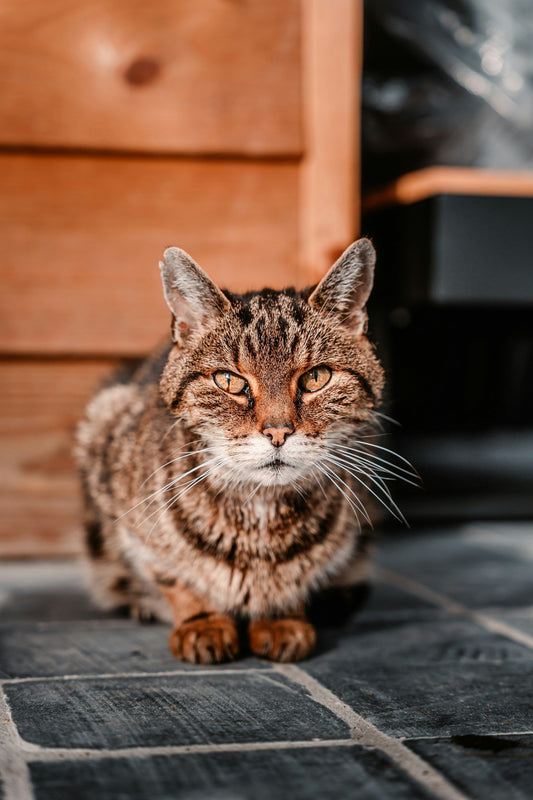 Senior Cats and End-of-Life Care: Making Compassionate Decisions for Aging Rescues