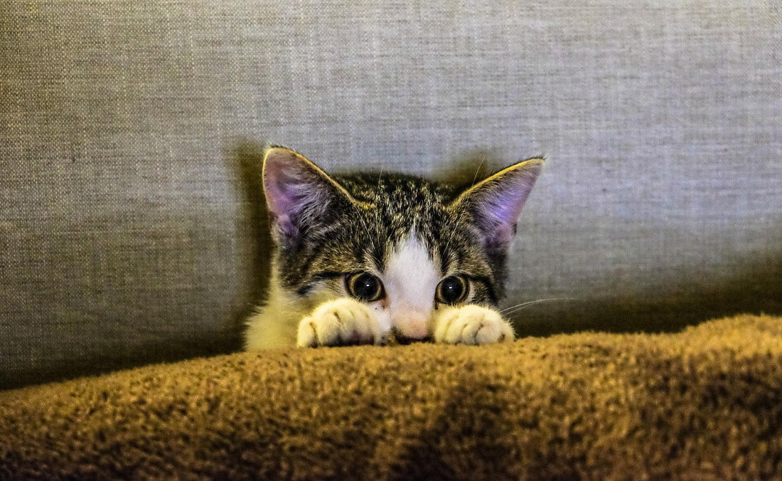 How to Keep Your Couch Safe From Claws (Mostly)