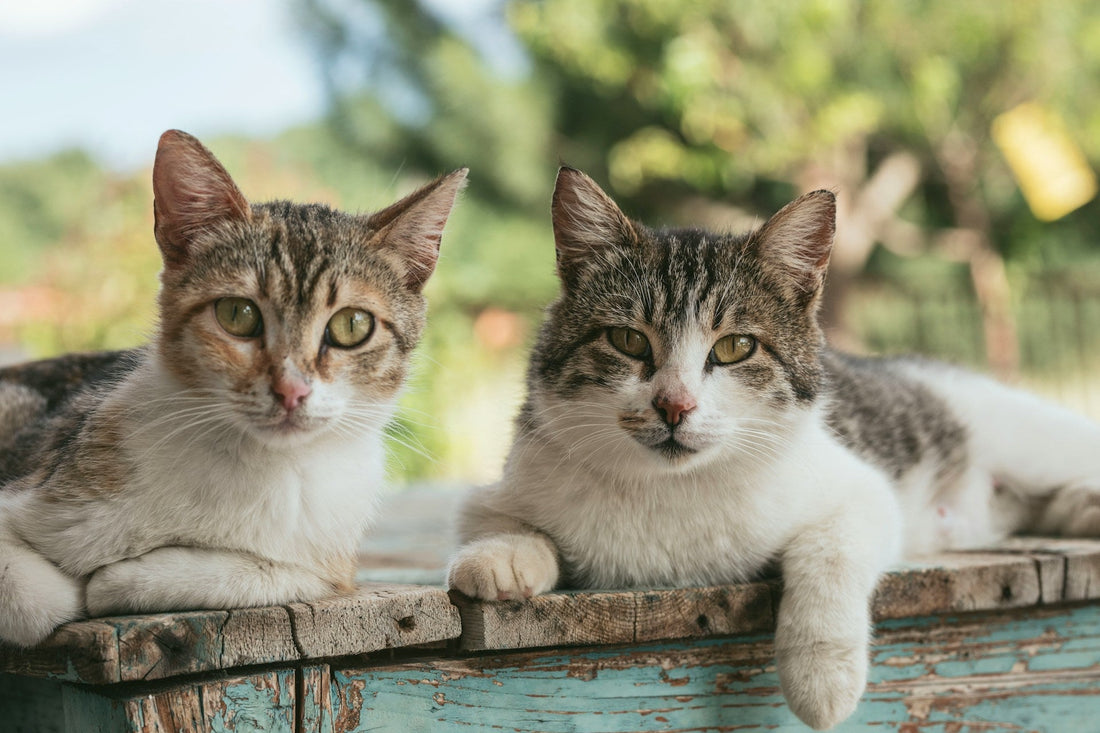 Feeding Outdoor Cat Colonies: Nutrition, Portion Control, and Best Practices