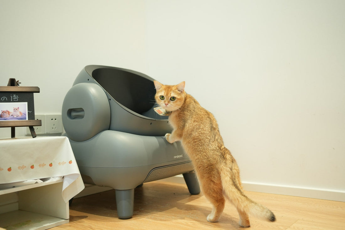 The Great Litter Box Debate: How Many You Need and Where to Put Them