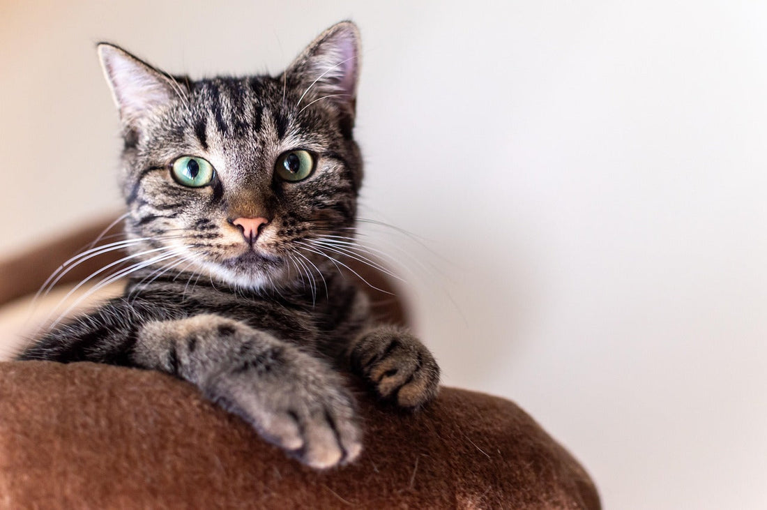 10 Signs You're a Professional Foster Failure