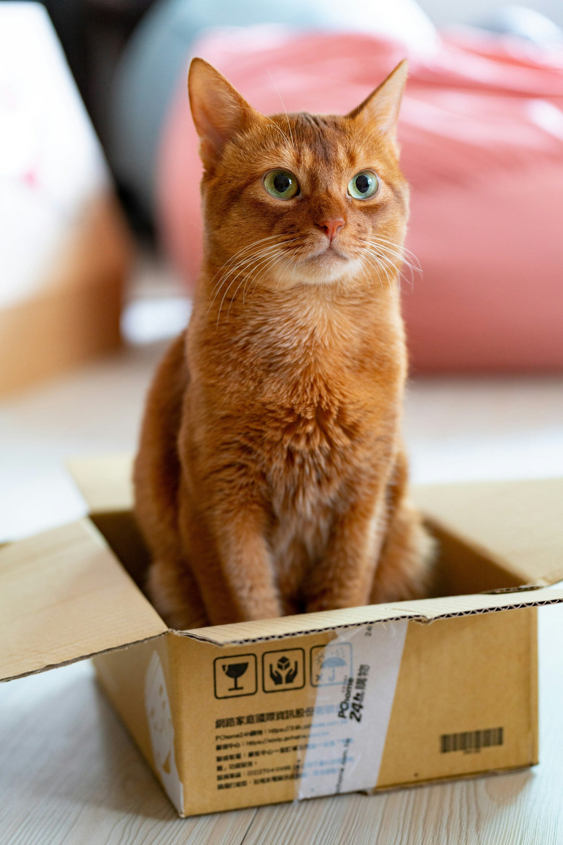 What to Expect When You Foster