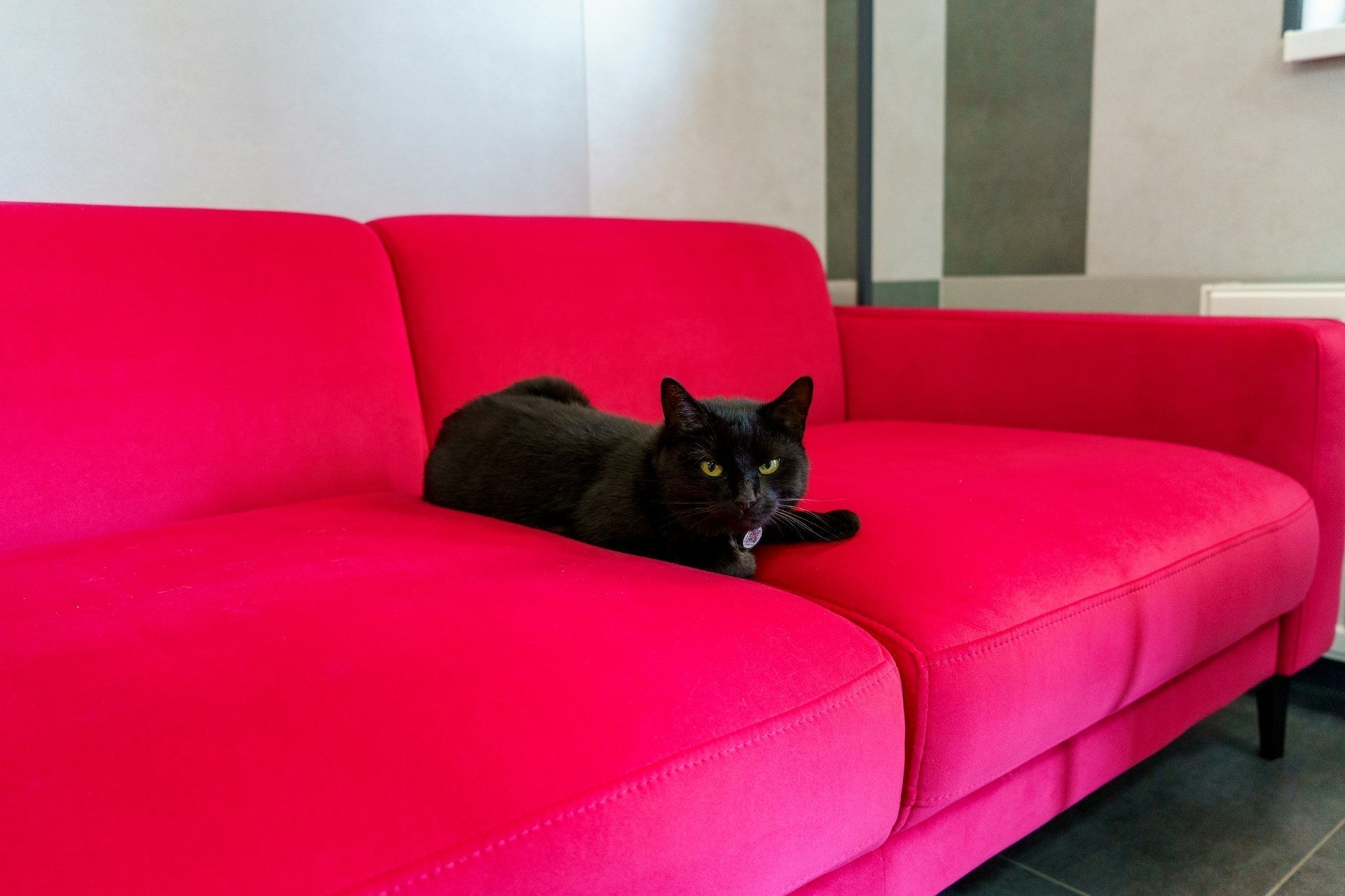 Feline Behavior Problems: Understanding Why Your Cat Isn't Being 'Bad,' They're Being a Cat